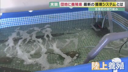 「団地の空き部屋」をカワハギ ヒラメが占拠?全国初“マンモス”養殖の試み