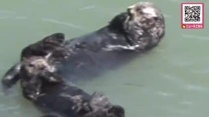 【ラッコ子育て中】沿岸でぷかぷか…じゃれあう様子も！貴重で癒やされる野生の姿に見物客も「ふわふわでかわいい」エサ与えない＆ドローン撮影しないなどマナー徹底を呼びかけ〈北海道浜中町〉