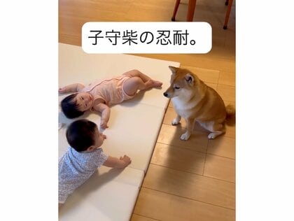 いてっ。足当たったけど、、」赤ちゃんに何度蹴られても気にしない？双子を子守する“お姉ちゃん”柴犬の日常が優しい｜FNNプライムオンライン