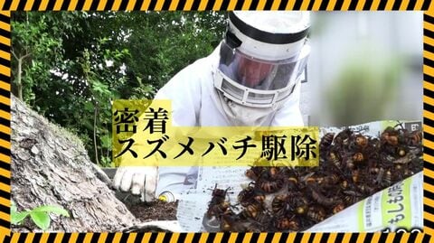 緊迫のオオスズメバチ駆除に密着　子供集まる住宅街の木に50センチの巣　山に餌がなくなり「生息域が人里へ」専門家が警鐘