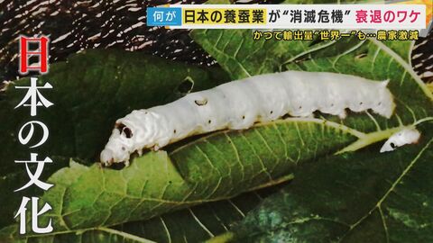 戦前には世界一の輸出量「日本の文化」“養蚕業”のピンチ　養蚕農家が過去最少113戸に　輸入品との“価格競争”と“後継者不足”　新たなビジネスで事業拡大で売り上げ伸ばす業者も