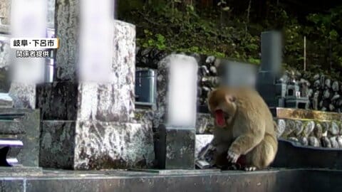 全国各地で「秋ザル」出没　墓荒らしまで「損害賠償するわけにもいかんし困った」　農作物の被害も