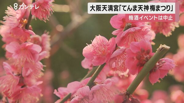 学問の神様 菅原道真がまつられる 大阪天満宮 で 梅まつり 境内では約100本の梅が咲き始める
