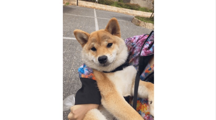 (抱っこしてもらうことも・・・)