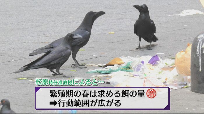 雑食性のカラス