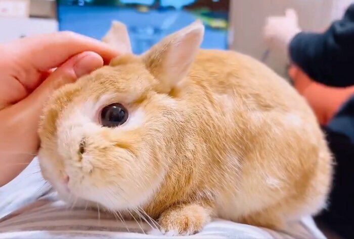 長いお留守番のあとの「デレデレ」なむぎくん