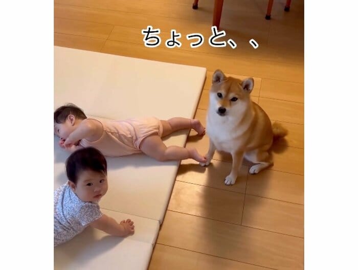 撮影する飼い主を見つめるむぎちゃん(提供:柴犬 むぎさん)