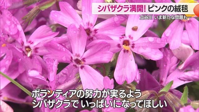 立谷川のシバザクラは6万人の人が訪れる隠れた名所に