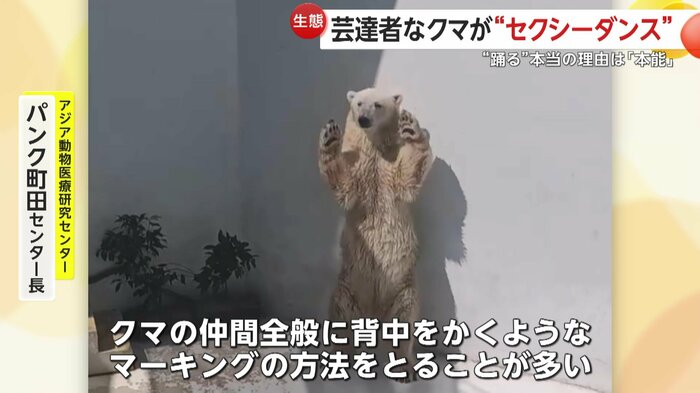 じつはマーキングをしていた可能性もあるマルル(視聴者提供)