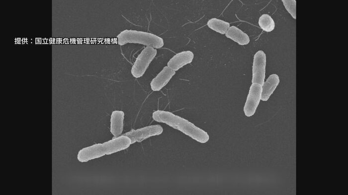 腸管出血性大腸菌O157