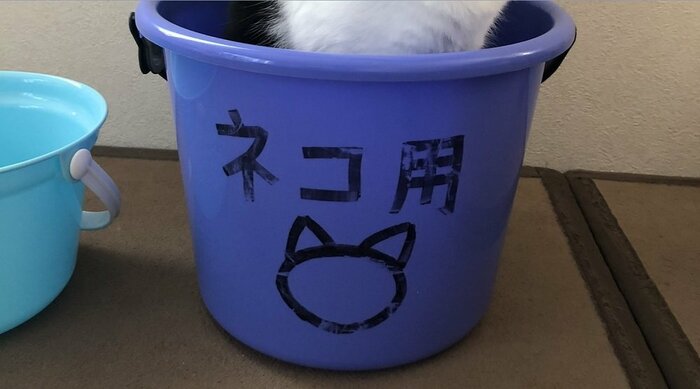 注目の集まった手書きのネコ用バケツ