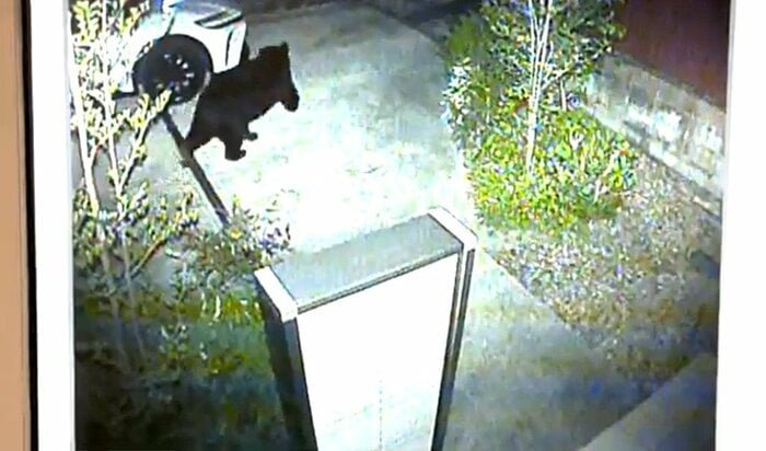 住宅敷地内に設置された防犯カメラにクマの姿が