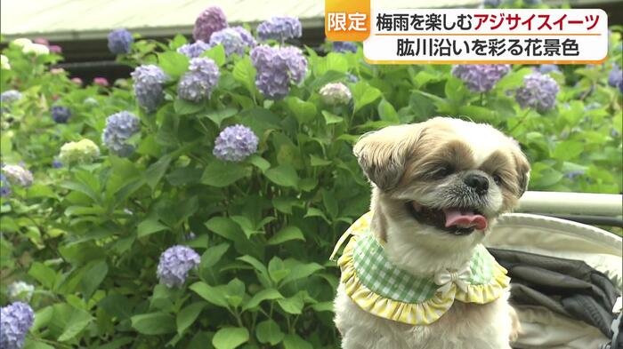 アジサイは６月中旬まで楽しめる