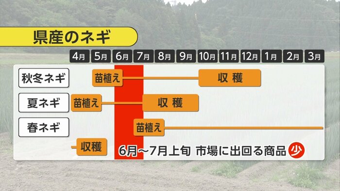 秋田県産ネギの収穫時期