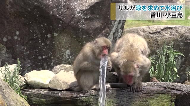 香川県小豆島 夏の風物詩 「お猿の国」でサル水浴び【香川・土庄町】