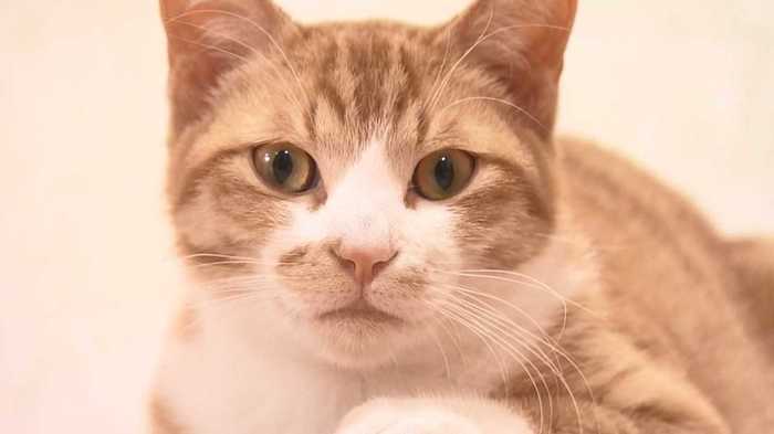 ニャンコ1stな“ネコカフェ”長崎で発見!
