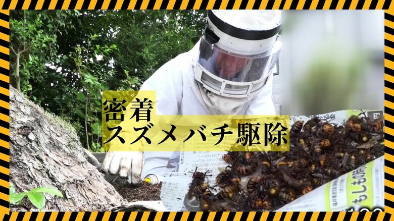 緊迫のオオスズメバチ駆除に密着　子供集まる住宅街の木に50センチの巣　山に餌がなくなり「生息域が人里へ」専門家が警鐘｜FNNプライムオンライン