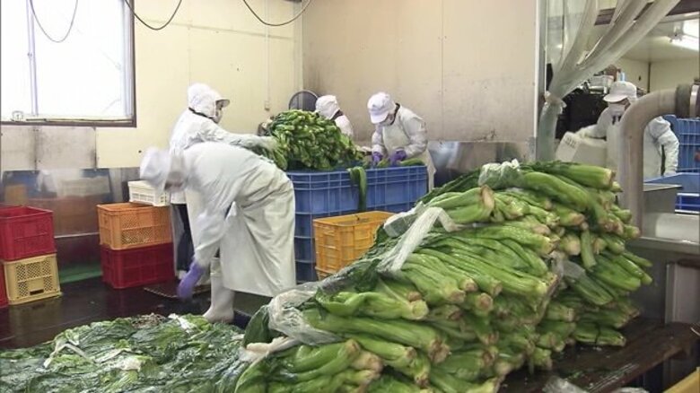冬の味覚「青菜漬け」販売に向け漬け込み真っただ中　例年より収穫遅れるも1日約4トンの青菜集まる【山形発】｜FNNプライムオンライン