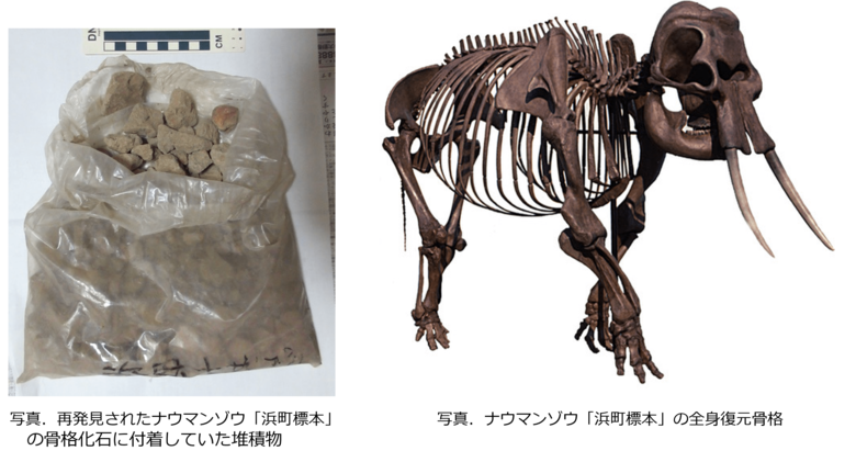 ナウマンゾウ化石に付着していた堆積物から生息当時の環境を復元することに成功しました！