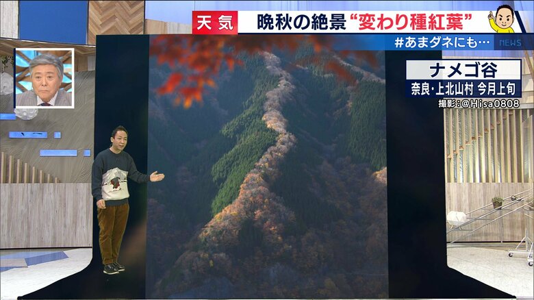 “昇り龍”に“秋のサクラ”…外出自粛中に届けたい全国の「変わり種紅葉」｜FNNプライムオンライン