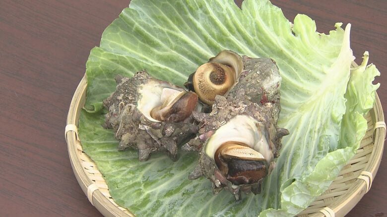 天然物より大きくてうまい！“養殖サザエ”のブランド化狙う　キャベツや昆布で肉厚に　地元の漁師も期待寄せる【福岡発】｜FNNプライムオンライン