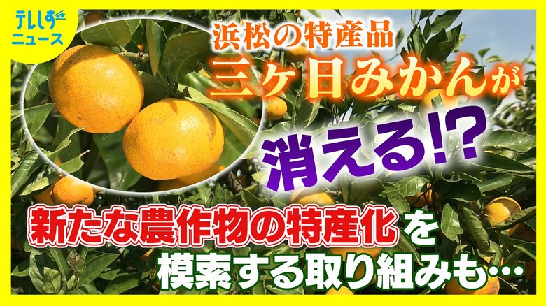 21世紀末には三ヶ日みかんが消える？猛暑と豪雨に揺れる農家　全国有数の産地が直面する存亡の危機　「最適地から外れる」とのシミュレーション結果に衝撃　熱帯作物に活路　新たな特産品の“発掘”へ｜FNNプライムオンライン