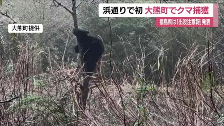 福島県の浜通りで初　大熊町の山林でクマ捕獲　イノシシ用のワナにかかる　福島県が出没注意報発表｜FNNプライムオンライン
