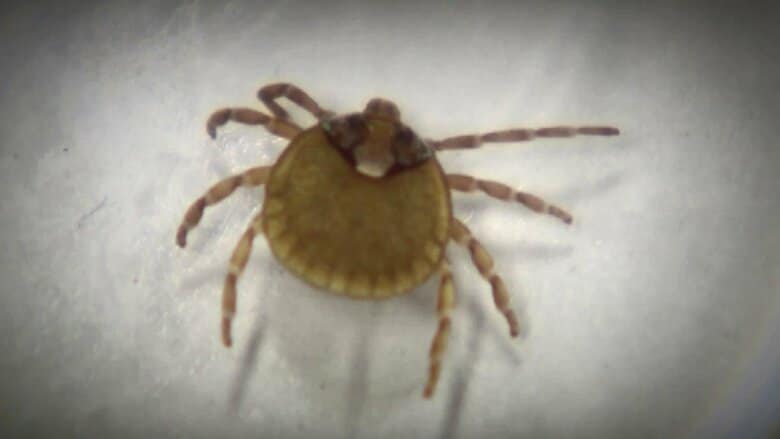 マダニが媒介…感染症患者2人確認　秋にかけて特に活動的に「山や草むらでは肌の露出を避けて」県が注意呼びかけ　福岡｜FNNプライムオンライン