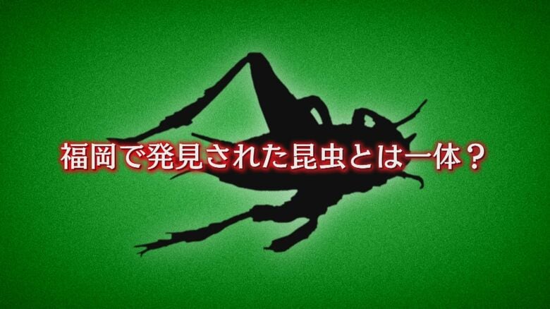 福岡市内で十数年ぶりに希少な「絶滅危惧」の昆虫見つかる　環境破壊への小さな虫の大きな叫び｜FNNプライムオンライン