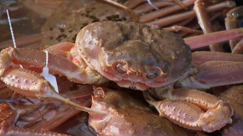 「特選」は1匹10万円! 富山湾ズワイガニ漁が解禁、「特選」カニは10万円近い高値に 能登半島地震の懸念を乗り越え豊漁 |FNNプライムオンライン