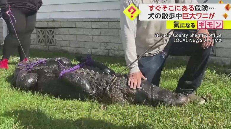 犬の散歩中、85歳の女性がこのワニに襲われ、池に引きずり込まれて死亡した