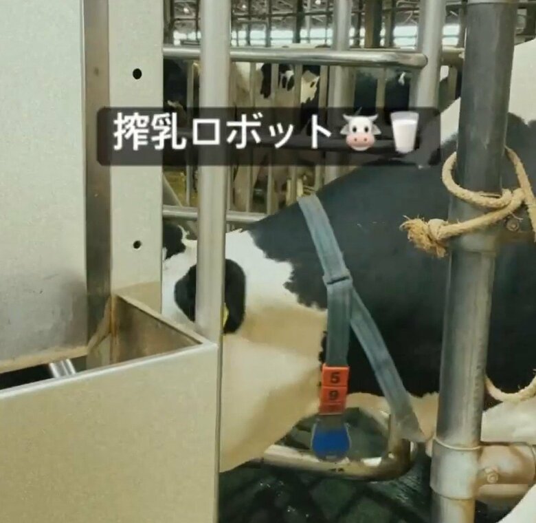 乳牛たちは自ら搾乳ロボットに入る