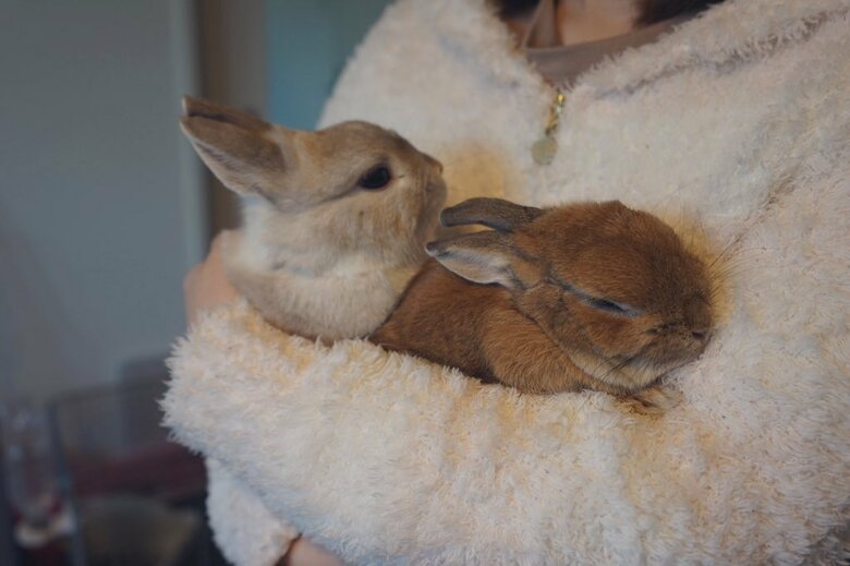 左：ミロくん　右：アンジーちゃん（提供：うさぎと暮らしと。さん）