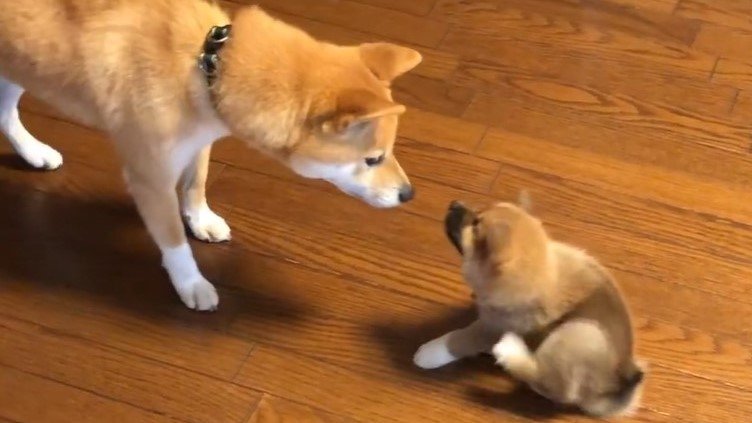 もずくくんをお家に迎えて、間もない頃の2匹