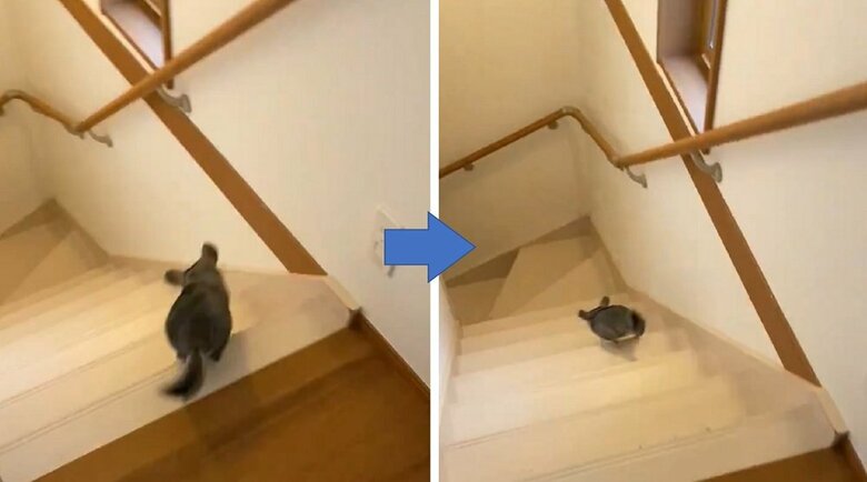 おはぎくんの方がよりスムーズに上り下りするという