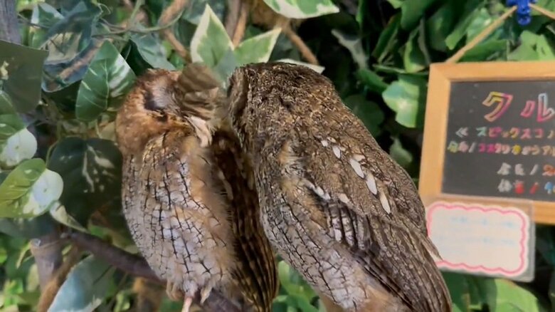 「受け取ってください！」