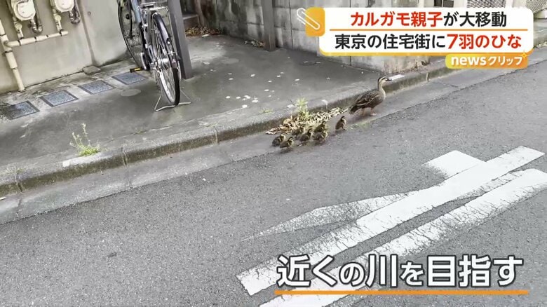住宅街を進んでいくカルガモの親子