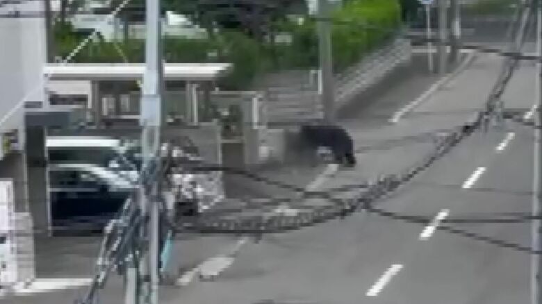 2021年には札幌東区でクマの人身事故が