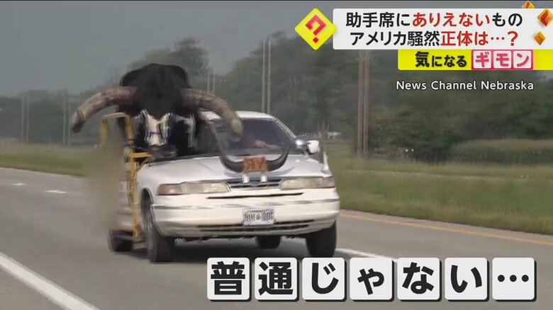 車の助手席に巨大なウシを乗せて走る車