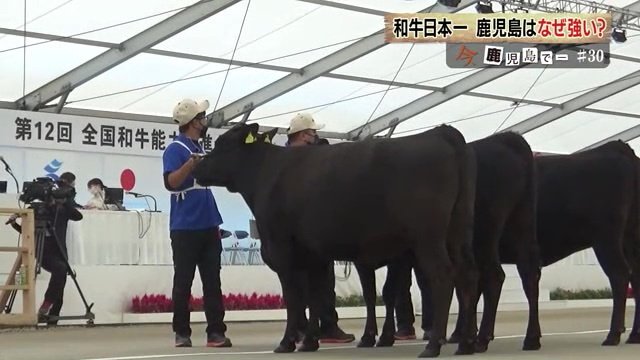 前足と後ろ足をそろえ、頭を上げる立ち姿　内閣総理大臣賞を受賞（2022年、鹿児島全共）