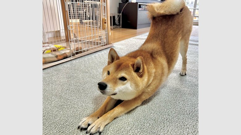 猫のような伸びを見せる