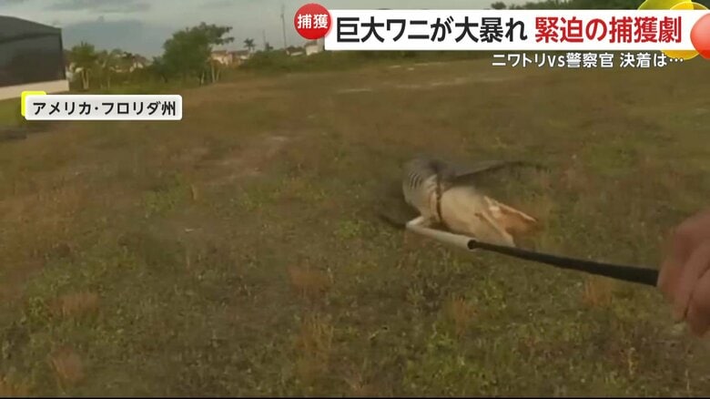 狩りの際に獲物を加えて回転する必殺技“デスロール”で大暴れしていたワニ