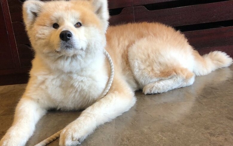 フェアリーちゃん