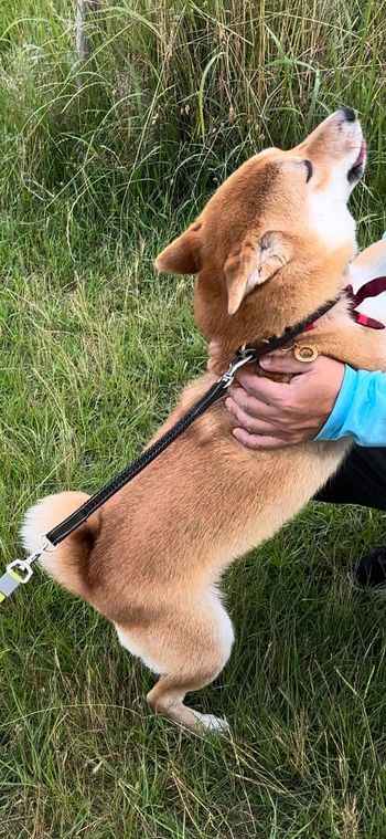 ヒコーキ耳（提供：柴犬はらみさん）