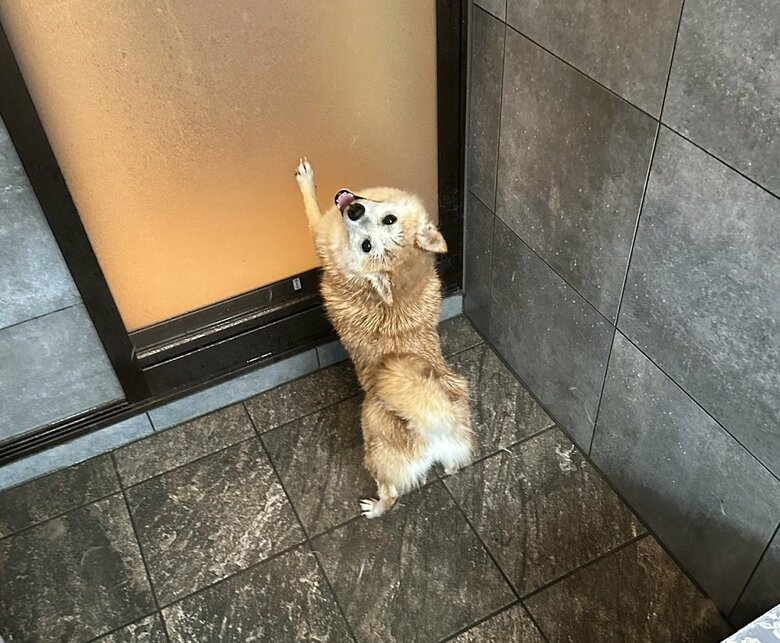 お風呂は湯船に入らない