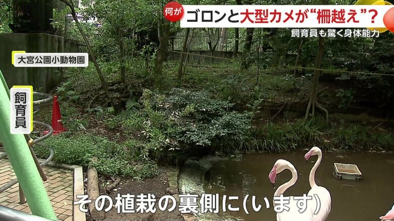 ひっくり返ったあとスタッフによって起こされ、けがもなかったというカメキチ