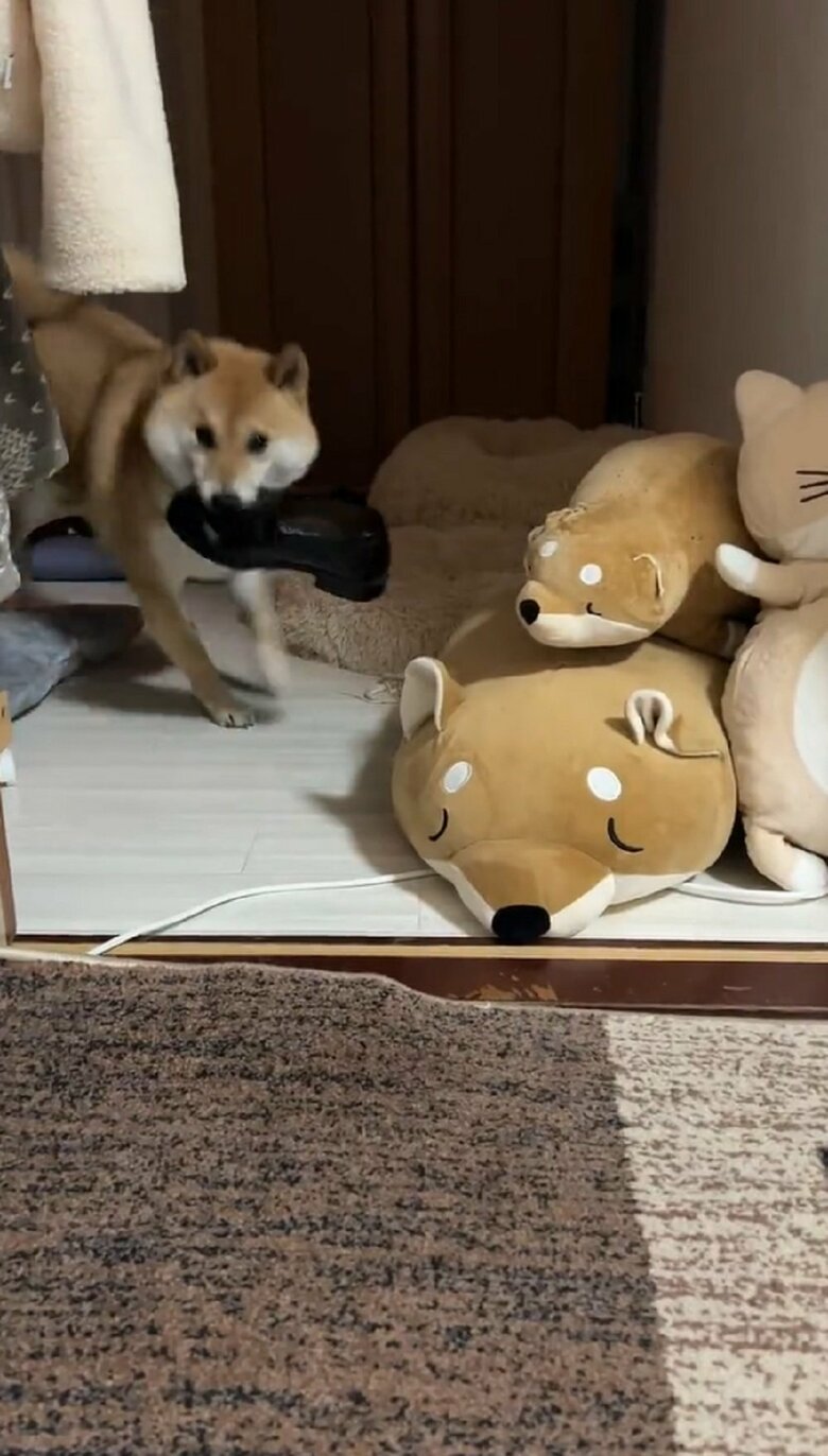 ふう太くんがひょっこり登場