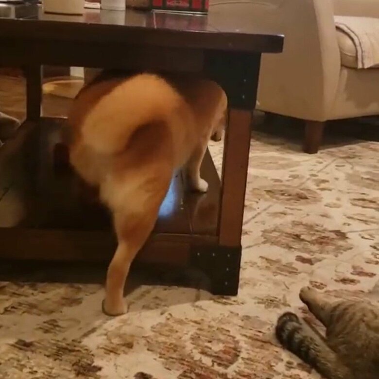 そうしたところ、テーブル下のスペースに移動