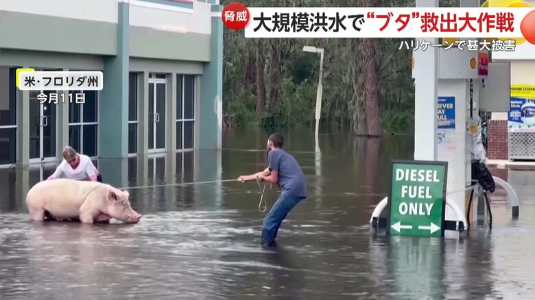 水びたしのガソリンスタンドに取り残されたブタを救出する様子（11日、アメリカ・フロリダ州）