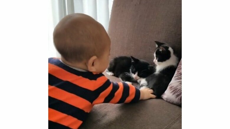ソファ上の子猫たちに手を伸ばす蓮慈くん